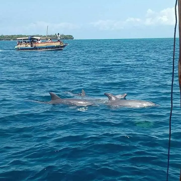 Wasini Dolphin Sightings Are Not Guaranteed